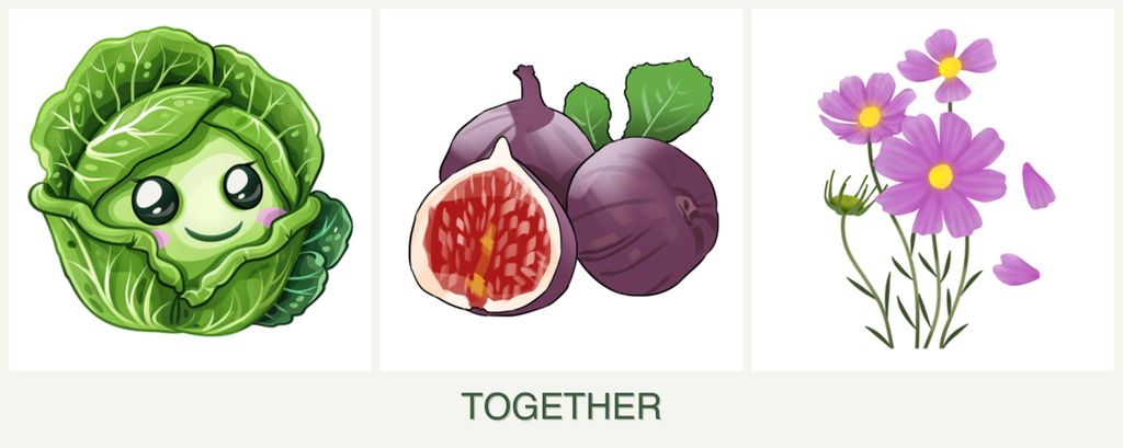 Can you plant cabbage, figs and cosmos together?