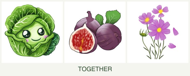 Can you plant cabbage, figs and cosmos together?