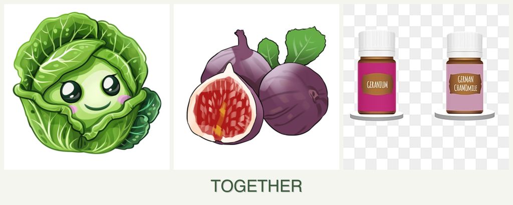 Can you plant cabbage, figs and geraniums together?