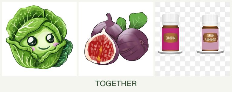 Can you plant cabbage, figs and geraniums together?