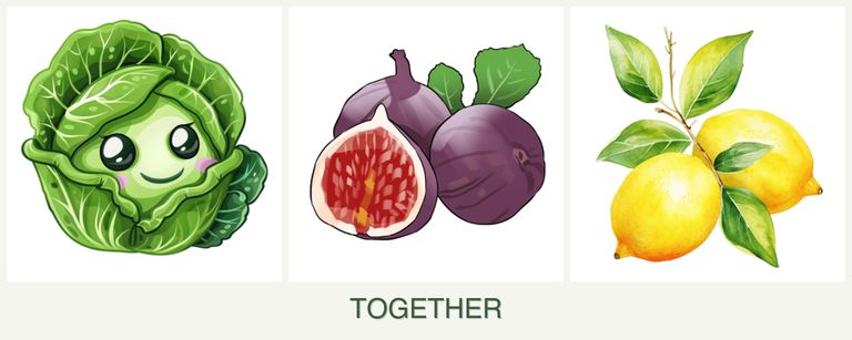 Can you plant cabbage, figs and lemons together?