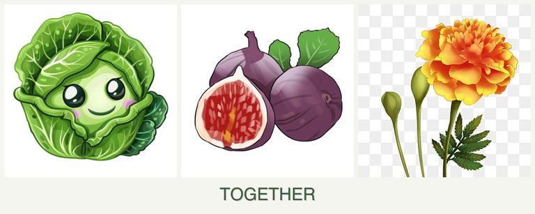 Can you plant cabbage, figs and marigolds together?