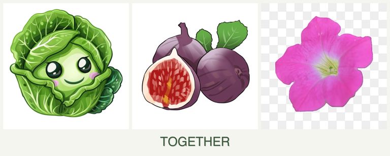 Can you plant cabbage, figs and petunias together?