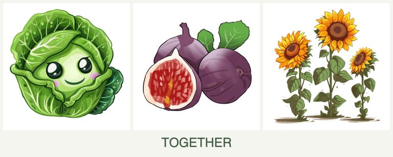 Can you plant cabbage, figs and sunflowers together?