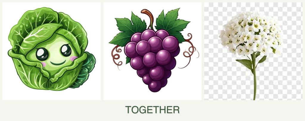 Can you plant cabbage, grapes and alyssum together?