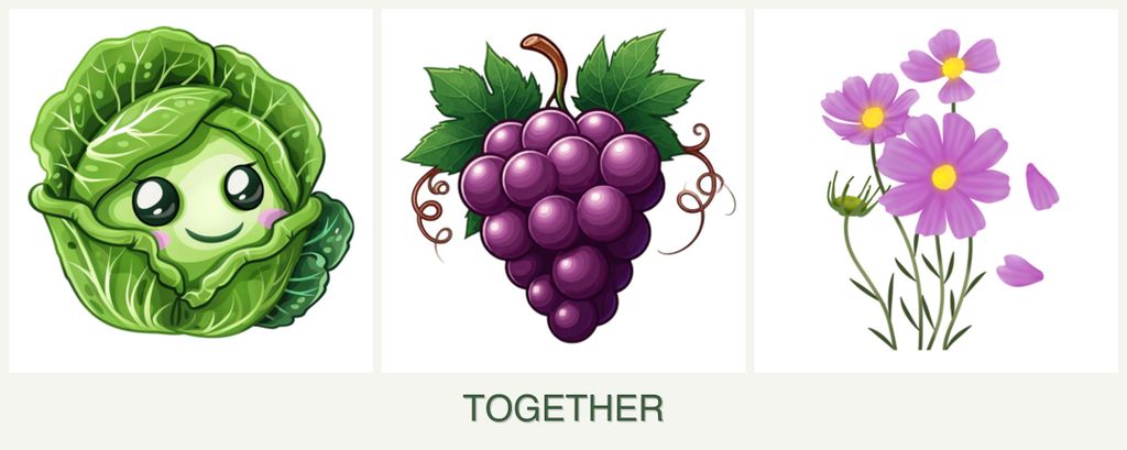 Can you plant cabbage, grapes and cosmos together?