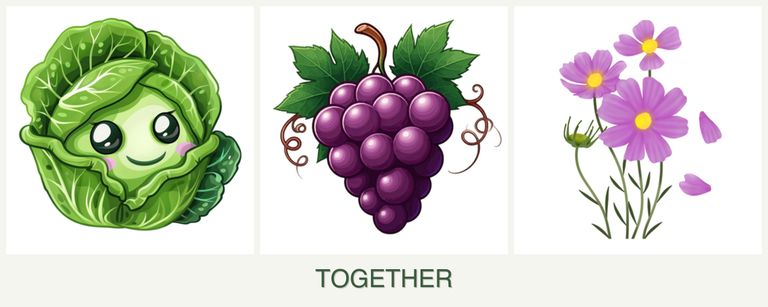 Can you plant cabbage, grapes and cosmos together?