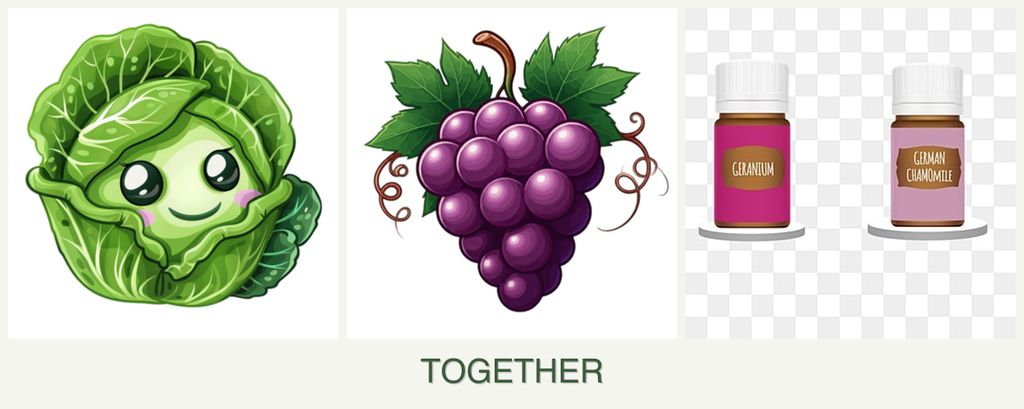 Can you plant cabbage, grapes and geraniums together?