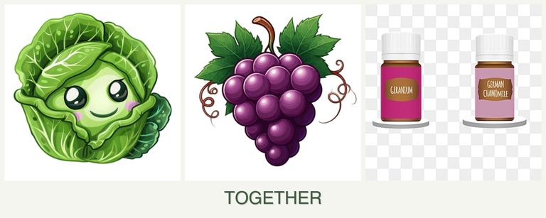 Can you plant cabbage, grapes and geraniums together?