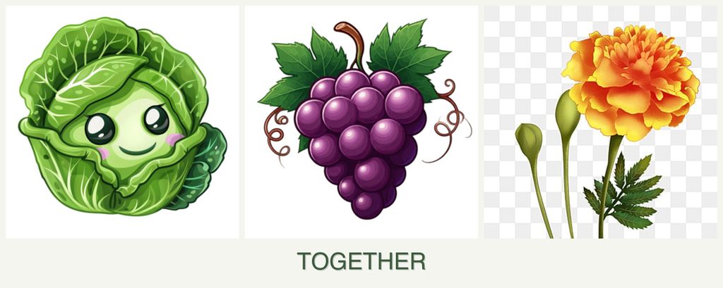 Can you plant cabbage, grapes and marigolds together?