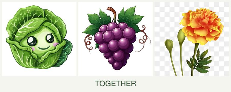 Can you plant cabbage, grapes and marigolds together?
