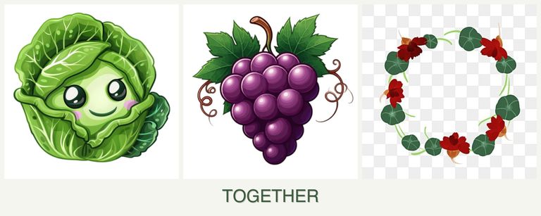 Can you plant cabbage, grapes and nasturtiums together?