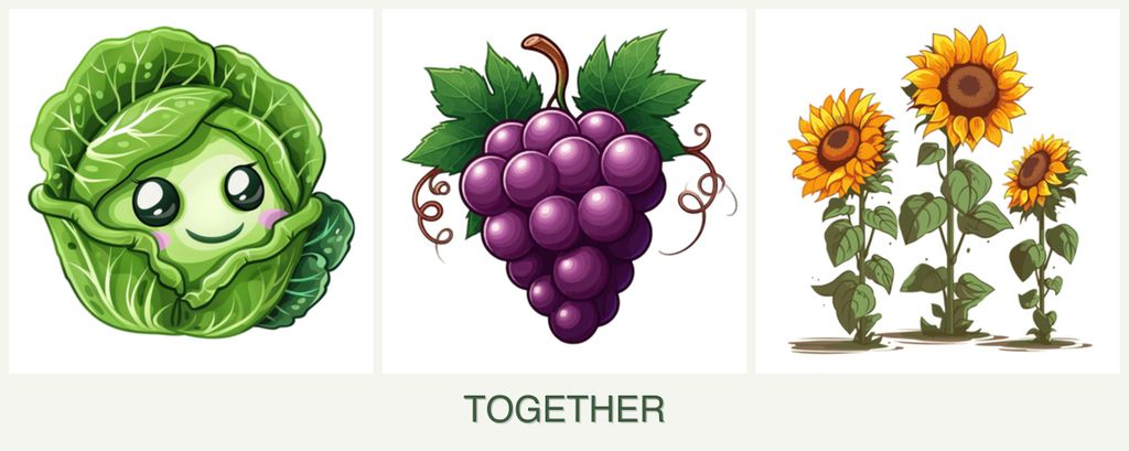 Can you plant cabbage, grapes and sunflowers together?