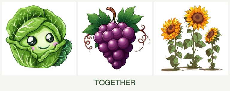 Can you plant cabbage, grapes and sunflowers together?