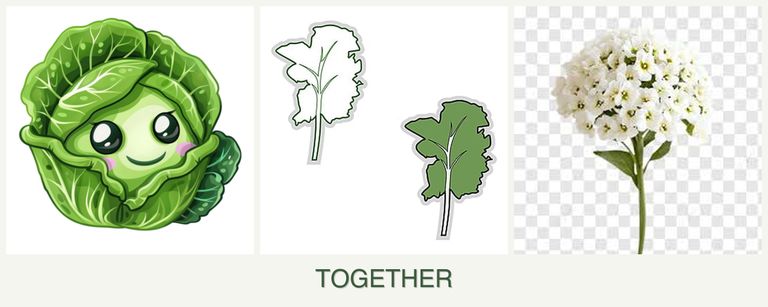Can you plant cabbage, kale and alyssum together?