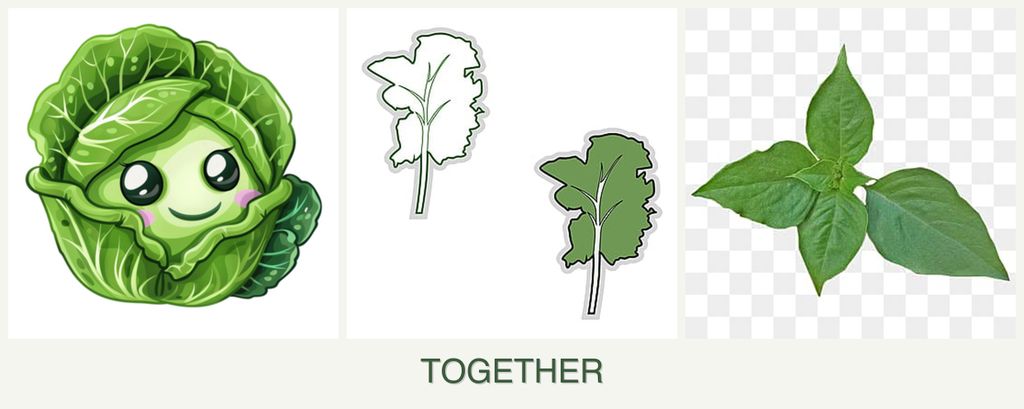 Can you plant cabbage, kale and basil together?