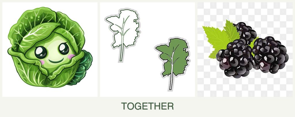 Can you plant cabbage, kale and blackberries together?