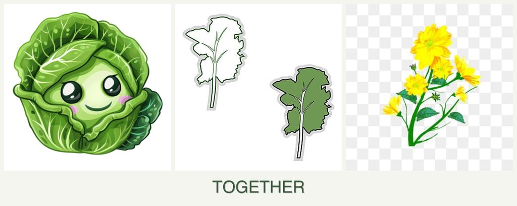 Can you plant cabbage, kale and calendula together?