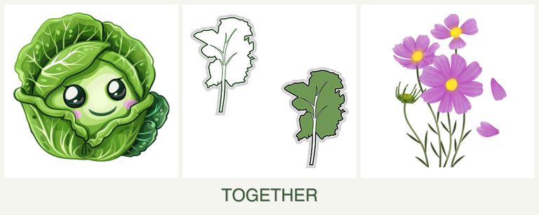 Can you plant cabbage, kale and cosmos together?