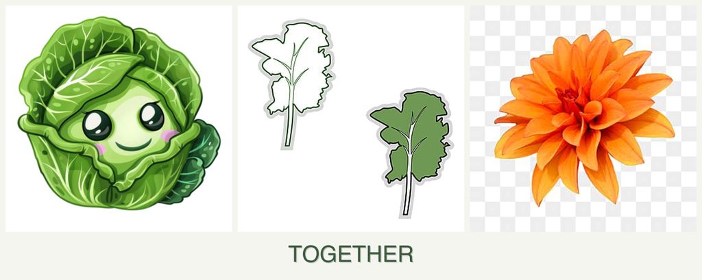 Can you plant cabbage, kale and dahlias together?