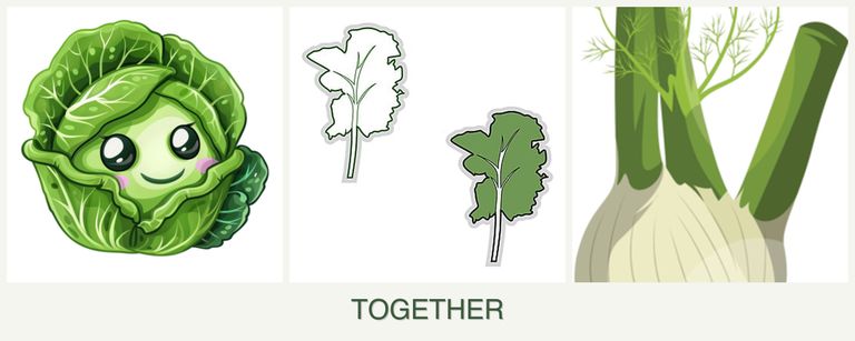 Can you plant cabbage, kale and fennel together?