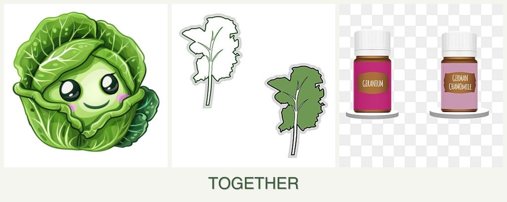 Can you plant cabbage, kale and geraniums together?