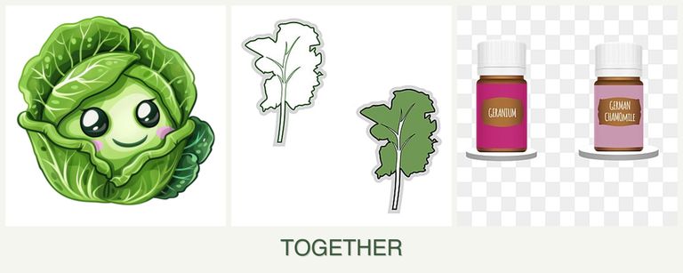 Can you plant cabbage, kale and geraniums together?