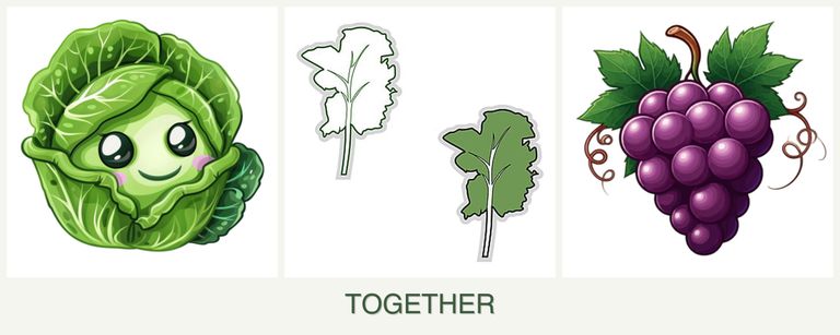 Can you plant cabbage, kale and grapes together?