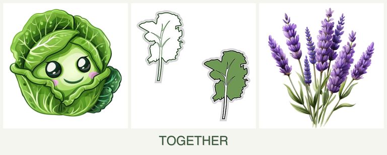 Can you plant cabbage, kale and lavender together?