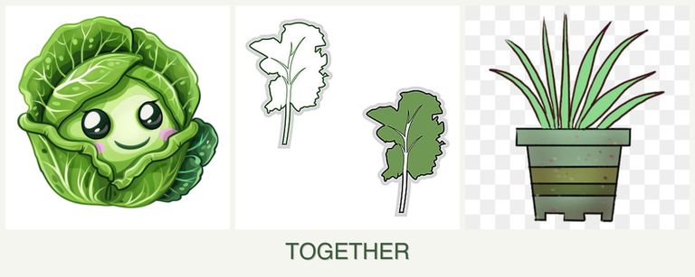 Can you plant cabbage, kale and lemongrass together?