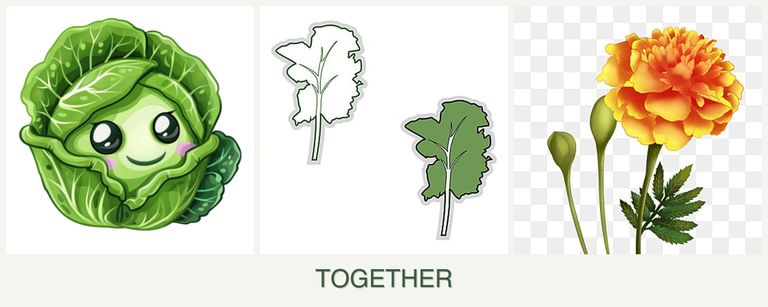 Can you plant cabbage, kale and marigolds together?