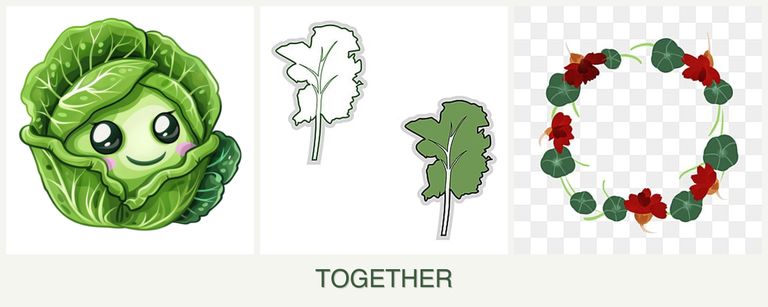 Can you plant cabbage, kale and nasturtiums together?