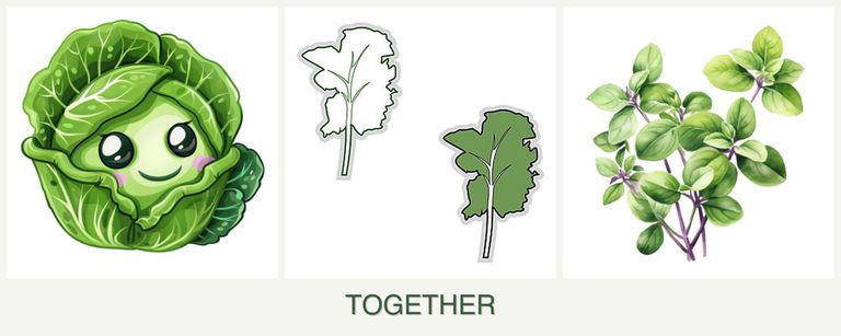Can you plant cabbage, kale and oregano together?