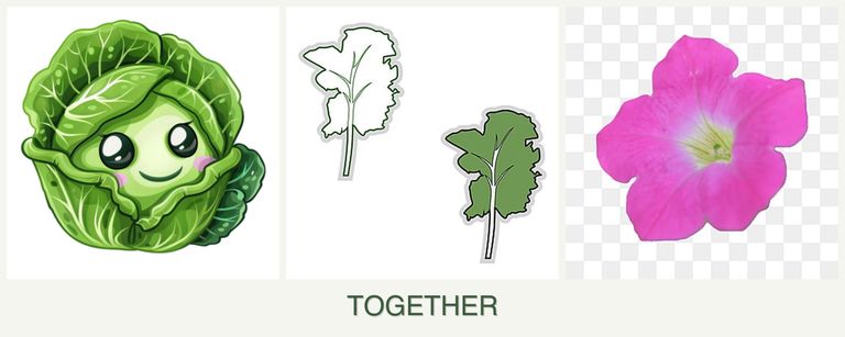 Can you plant cabbage, kale and petunias together?