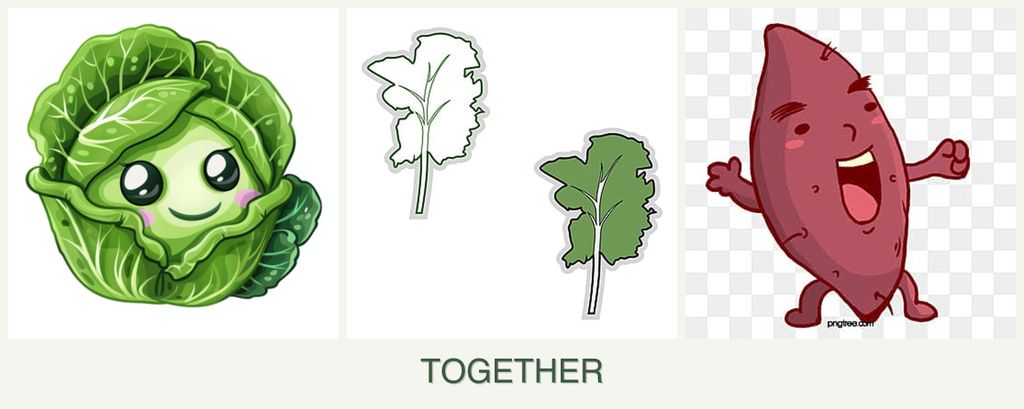 Can you plant cabbage, kale and sweet potatoes together?