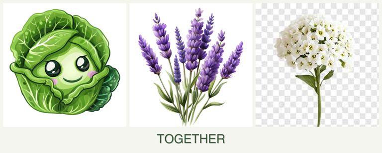Can you plant cabbage, lavender and alyssum together?