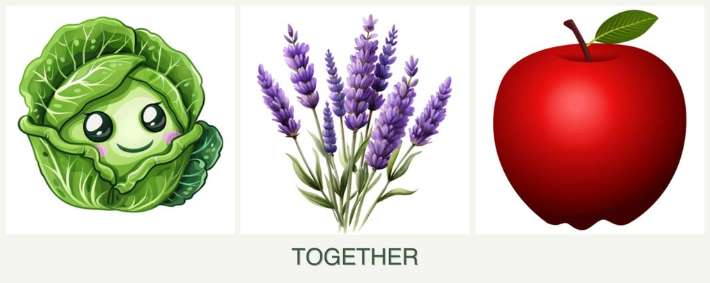 Can you plant cabbage, lavender and apples together?