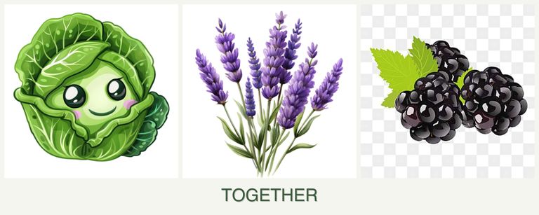 Can you plant cabbage, lavender and blackberries together?