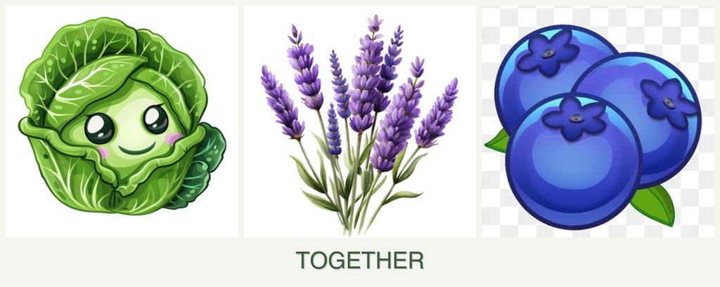 Can you plant cabbage, lavender and blueberries together?