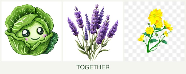 Can you plant cabbage, lavender and calendula together?