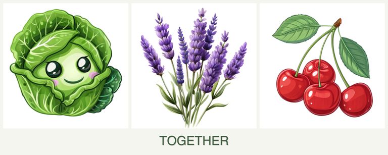 Can you plant cabbage, lavender and cherries together?
