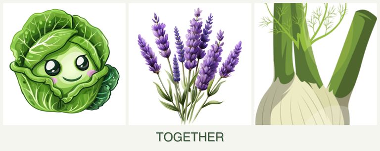 Can you plant cabbage, lavender and fennel together?