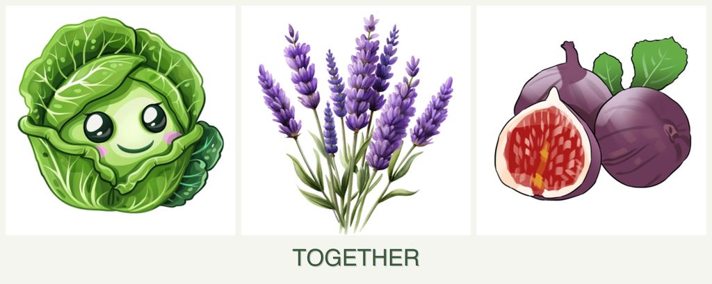 Can you plant cabbage, lavender and figs together?