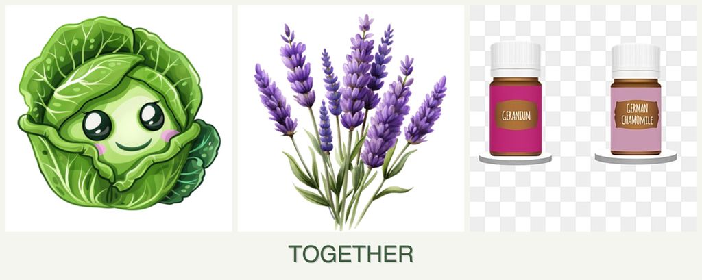 Can you plant cabbage, lavender and geraniums together?
