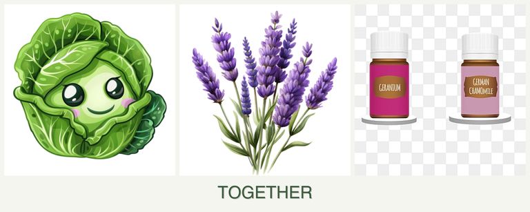 Can you plant cabbage, lavender and geraniums together?