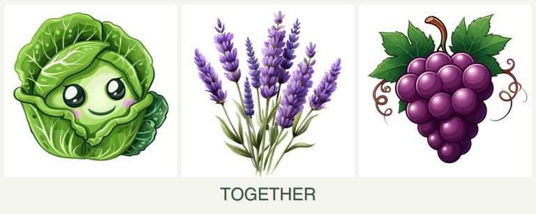 Can you plant cabbage, lavender and grapes together?