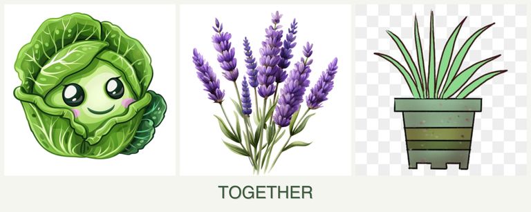 Can you plant cabbage, lavender and lemongrass together?