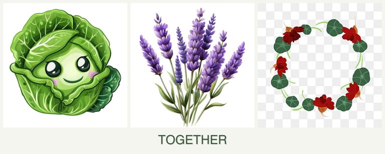 Can you plant cabbage, lavender and nasturtiums together?