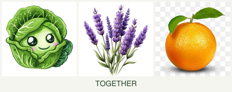Can you plant cabbage, lavender and oranges together?