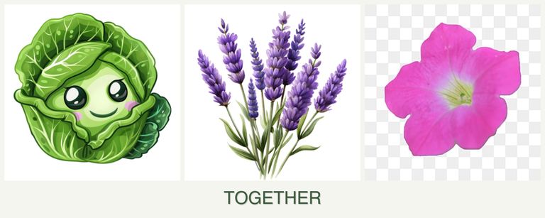 Can you plant cabbage, lavender and petunias together?